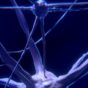 Regulujący wpływ karnozyny na układ nerwowy
